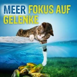 Boehringer Ingelheim Canosan Kautabletten Katze -Haustier Alles Verkaufsgeschäft 0045328 boehringer ingelheim canosan kautabletten katze