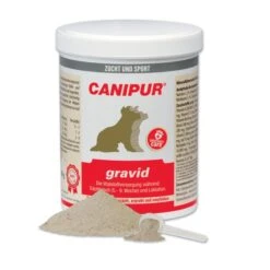 Canipur Gravid