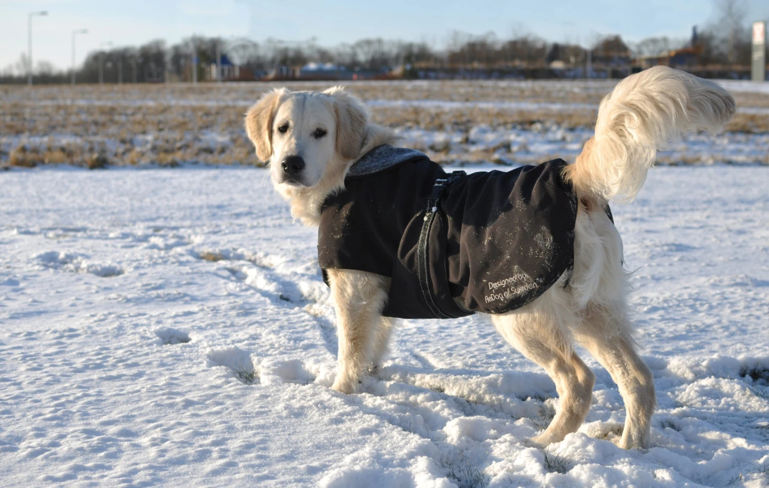 Rehab Softshell Hundedecke 3 Rehab Softshell Hundedecke