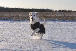 Rehab Softshell Hundedecke 10 Rehab Softshell Hundedecke -Haustier Alles Verkaufsgeschäft 0047238 rehab softshell hundedecke