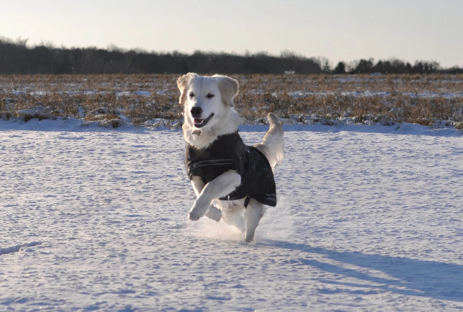 Rehab Softshell Hundedecke 6 Rehab Softshell Hundedecke – Bild 4