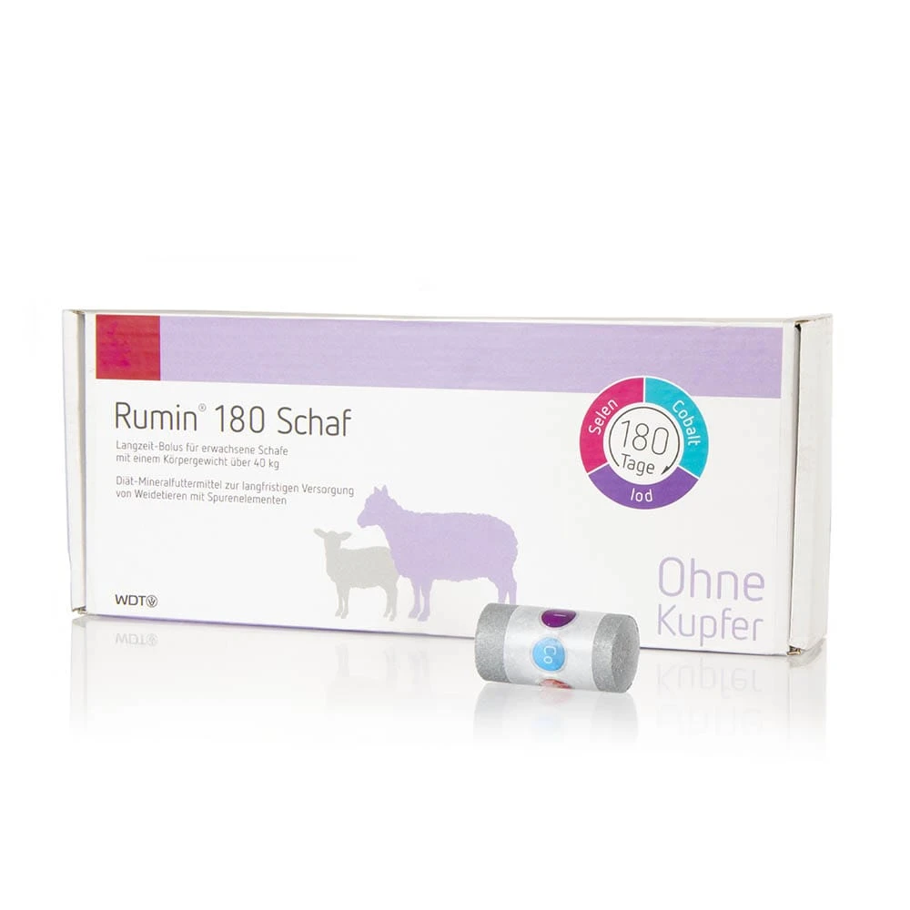 WDT Rumin 180 Schaf 3 WDT Rumin 180 Schaf