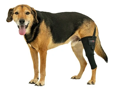 Tierarzt24 Neopren Knieprotektor Links 3 Tierarzt24 Neopren Knieprotektor Links