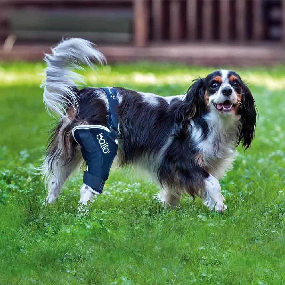 Tierarzt24 Rehab-Orthese BT Jump Rechts 3 Tierarzt24 Rehab-Orthese BT Jump Rechts
