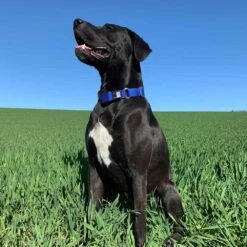 WowWow Professional Blau 7 WowWow Professional Blau -Haustier Alles Verkaufsgeschäft 0052150 wowwow professional blau