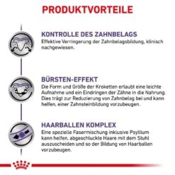 Royal Canin Expert Dental Trockenfutter Für Katzen -Haustier Alles Verkaufsgeschäft 0053500 royal canin expert dental trockenfutter fur katzen