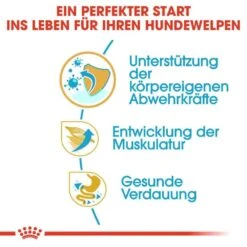 Royal Canin Boxer Puppy Welpenfutter Trocken 13 Royal Canin Boxer Puppy Welpenfutter Trocken -Haustier Alles Verkaufsgeschäft 0054562 royal canin boxer puppy welpenfutter trocken