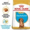 Royal Canin Dachshund Puppy Welpenfutter Trocken -Haustier Alles Verkaufsgeschäft 0054600 royal canin dachshund puppy welpenfutter trocken