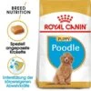 Royal Canin Poodle Puppy Welpenfutter 1 Royal Canin Poodle Puppy Welpenfutter -Haustier Alles Verkaufsgeschäft 0054654 royal canin poodle puppy welpenfutter