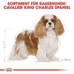 Royal Canin Cavalier King Charles Adult Hundefutter Trocken 11 Royal Canin Cavalier King Charles Adult Hundefutter Trocken -Haustier Alles Verkaufsgeschäft 0054714 royal canin cavalier king charles adult hundefutter trocken