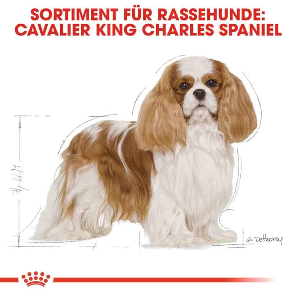 Royal Canin Cavalier King Charles Adult Hundefutter Trocken 5 Royal Canin Cavalier King Charles Adult Hundefutter Trocken – Bild 3