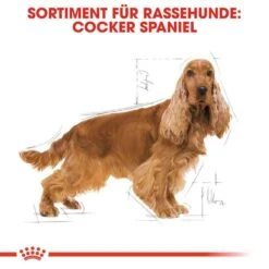 Royal Canin Cocker Adult Hundefutter Trocken 11 Royal Canin Cocker Adult Hundefutter Trocken -Haustier Alles Verkaufsgeschäft 0054726 royal canin cocker adult hundefutter trocken