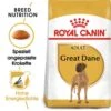 Royal Canin Great Dane Adult Hundefutter Trocken 2 Royal Canin Great Dane Adult Hundefutter Trocken -Haustier Alles Verkaufsgeschäft 0054767 royal canin great dane adult hundefutter trocken