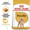 Royal Canin Poodle Adult Hundefutter Trocken 1 Royal Canin Poodle Adult Hundefutter Trocken -Haustier Alles Verkaufsgeschäft 0054807 royal canin poodle adult hundefutter trocken