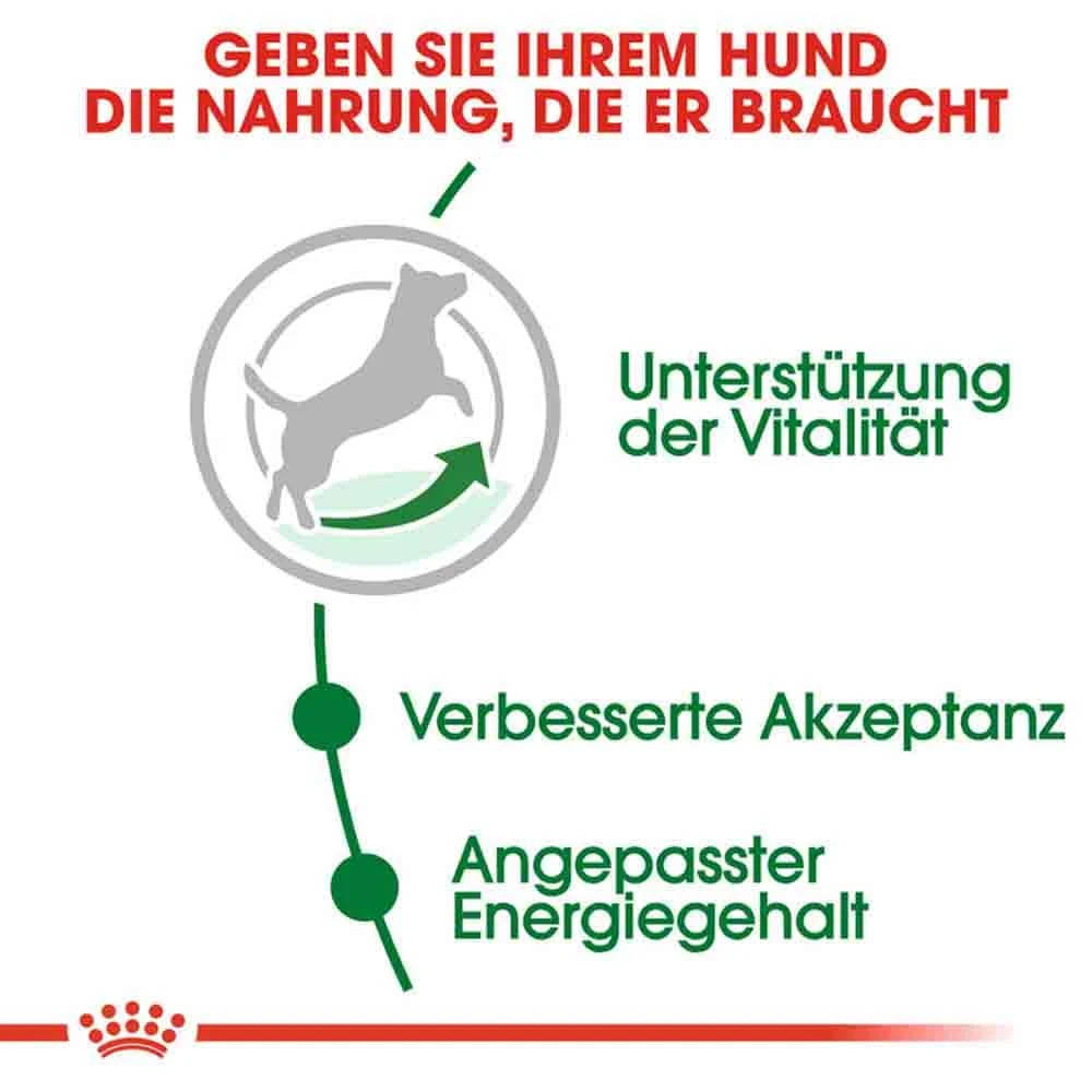 Royal Canin Mini Adult 8+ Trockenfutter Für ältere Kleine Hunde 6 Royal Canin Mini Adult 8+ Trockenfutter Für ältere Kleine Hunde – Bild 4