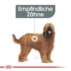 Royal Canin Dental Care Maxi Trockenfutter Für Große Hunde Mit Empfindlichen Zähnen -Haustier Alles Verkaufsgeschäft 0055063 royal canin dental care maxi trockenfutter fur grose hunde mit empfindlichen zahnen