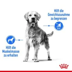 Royal Canin Light Weight Care Medium Trockenfutter Für Zu Übergewicht Neigenden Hunden 12 Royal Canin Light Weight Care Medium Trockenfutter Für Zu Übergewicht Neigenden Hunden -Haustier Alles Verkaufsgeschäft 0055115 royal canin light weight care medium trockenfutter fur zu ubergewicht neigenden hunden