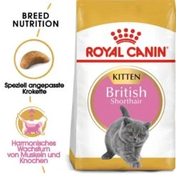 Royal Canin British Shorthair Kittenfutter Trocken Für BKH Kätzchen