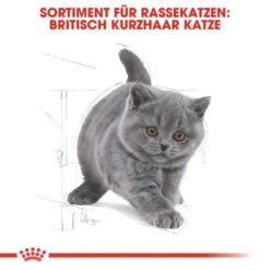 Royal Canin British Shorthair Kittenfutter Trocken Für BKH Kätzchen -Haustier Alles Verkaufsgeschäft 0055237 royal canin british shorthair kittenfutter trocken fur bkh katzchen