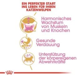 Royal Canin British Shorthair Kittenfutter Trocken Für BKH Kätzchen -Haustier Alles Verkaufsgeschäft 0055240 royal canin british shorthair kittenfutter trocken fur bkh katzchen