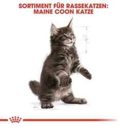 Royal Canin Maine Coon Trockenfutter Für Kätzchen -Haustier Alles Verkaufsgeschäft 0055245 royal canin maine coon trockenfutter fur katzchen