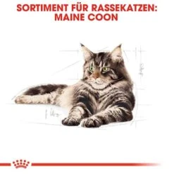 Royal Canin Maine Coon Adult Katzenfutter Trocken -Haustier Alles Verkaufsgeschäft 0055257 royal canin maine coon adult katzenfutter trocken