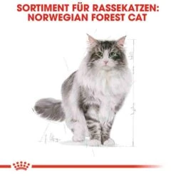 Royal Canin Norwegian Forest Cat Adult Trockenfutter Für Norwegische Waldkatzen -Haustier Alles Verkaufsgeschäft 0055268 royal canin norwegian forest cat adult trockenfutter fur norwegische waldkatzen