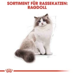 Royal Canin Ragdoll Adult Katzenfutter Trocken -Haustier Alles Verkaufsgeschäft 0055283 royal canin ragdoll adult katzenfutter trocken