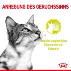 Royal Canin Sensory Smell Taste Feel Nassfutter Multipack In Soße Für Wählerische Katzen -Haustier Alles Verkaufsgeschäft 0055597 royal canin sensory smell taste feel nassfutter multipack in sose fur wahlerische katzen