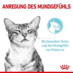 Royal Canin Sensory Smell Taste Feel Nassfutter Multipack In Soße Für Wählerische Katzen -Haustier Alles Verkaufsgeschäft 0055603 royal canin sensory smell taste feel nassfutter multipack in sose fur wahlerische katzen