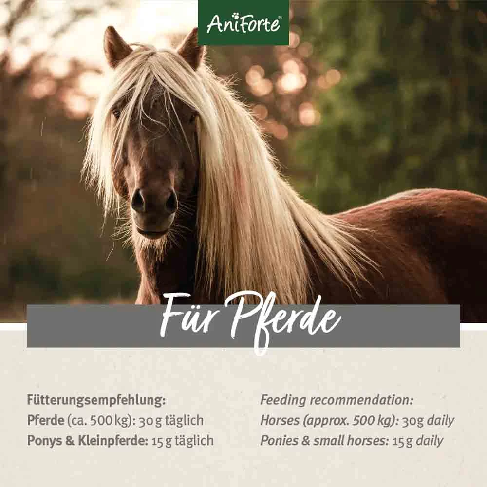 AniForte Flohsamenschalen Für Pferde 7 AniForte Flohsamenschalen Für Pferde – Bild 5