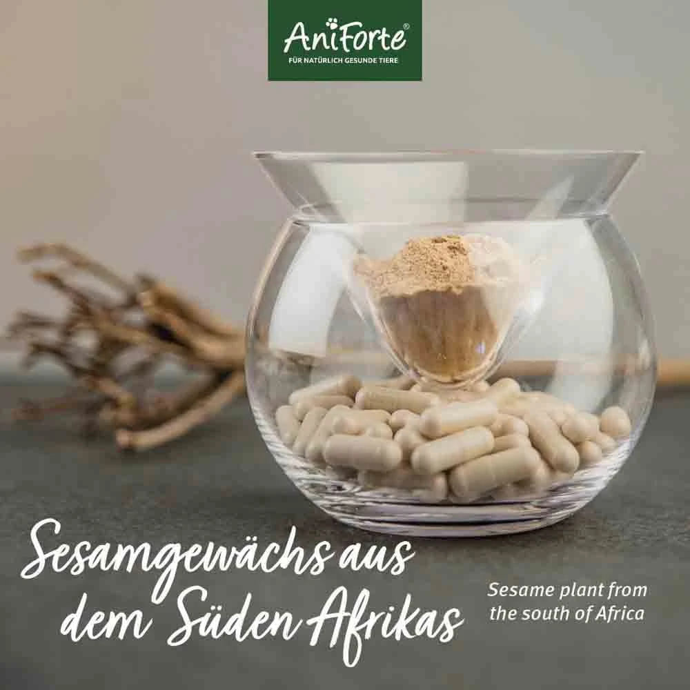 AniForte Teufelskralle Kapseln 4 AniForte Teufelskralle Kapseln – Bild 2