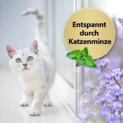 Felisept Home Comfort Raumdiffuser Set Für Katzen -Haustier Alles Verkaufsgeschäft 0056901 felisept home comfort raumdiffuser set fur katzen
