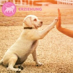 CEVA Adaptil Junior Halsband -Haustier Alles Verkaufsgeschäft 0057444 adaptil junior halsband