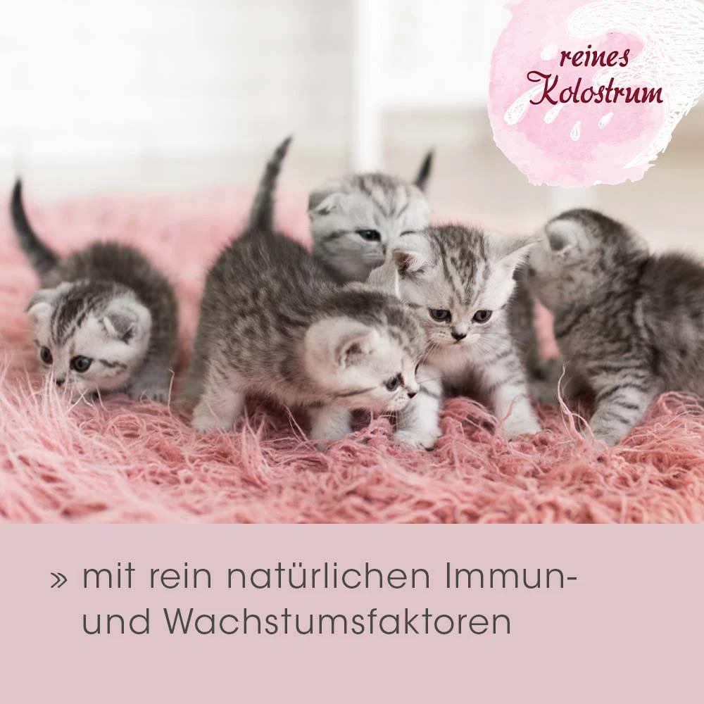 CdVet FeliTATZ ImmunKraft 5 CdVet FeliTATZ ImmunKraft – Bild 3