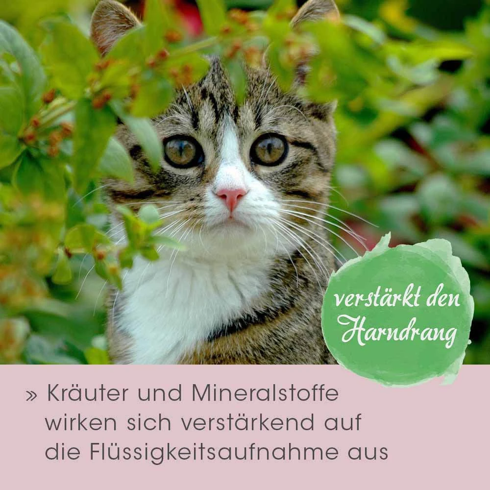 CdVet FeliTATZ HarnwegeWohl 5 CdVet FeliTATZ HarnwegeWohl – Bild 3