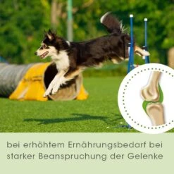 CdVet ArthroGreen Plus -Haustier Alles Verkaufsgeschäft 0058258 cdvet arthrogreen plus