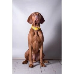 Das Lederband Barcelona Halsband Vibrant-Yellow -Haustier Alles Verkaufsgeschäft 0058575 das lederband barcelona halsband vibrant yellow