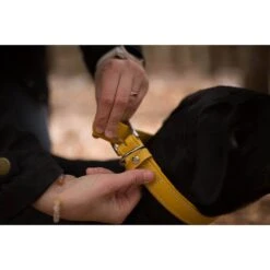 Das Lederband Barcelona Halsband Vibrant-Yellow -Haustier Alles Verkaufsgeschäft 0058576 das lederband barcelona halsband vibrant yellow