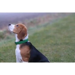 Das Lederband Barcelona Halsband Summer-Green -Haustier Alles Verkaufsgeschäft 0058577 das lederband barcelona halsband summer green