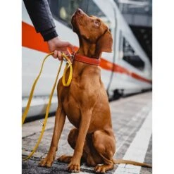 Das Lederband Barcelona Halsband Indian-Red -Haustier Alles Verkaufsgeschäft 0058582 das lederband barcelona halsband indian red