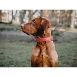 Das Lederband Barcelona Halsband Indian-Red -Haustier Alles Verkaufsgeschäft 0058583 das lederband barcelona halsband indian red