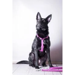 Das Lederband Barcelona Geschirr Rose-Violet -Haustier Alles Verkaufsgeschäft 0058584 das lederband barcelona geschirr rose violet