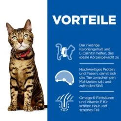 Hills Science Plan Light Adult Trockenfutter Für Katzen Mit Huhn 8 Hills Science Plan Light Adult Trockenfutter Für Katzen Mit Huhn -Haustier Alles Verkaufsgeschäft 0060248 hills science plan light adult trockenfutter fur katzen mit huhn
