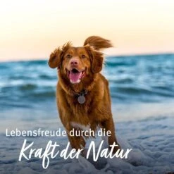 AniForte GelenkSchild 10 AniForte GelenkSchild -Haustier Alles Verkaufsgeschäft 0061552 aniforte gelenkschild