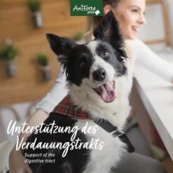 AniForte Plus Magen & Darm 13 AniForte Plus Magen & Darm -Haustier Alles Verkaufsgeschäft 0061582 aniforte plus magen darm