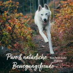 AniForte Gelenk-Snack 16 AniForte Gelenk-Snack -Haustier Alles Verkaufsgeschäft 0061662 aniforte gelenk snack