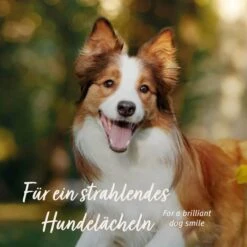 AniForte Denta-Snack -Haustier Alles Verkaufsgeschäft 0061675 aniforte denta snack