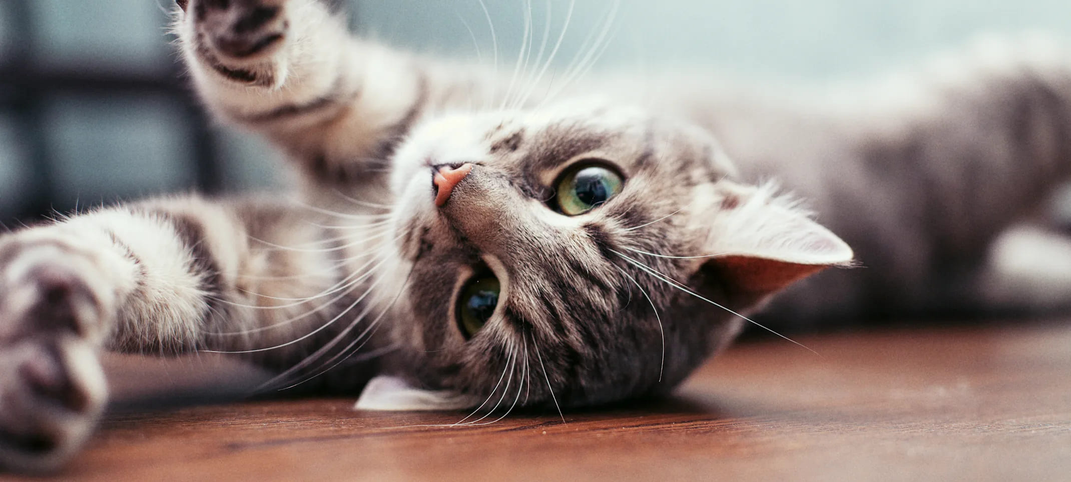 Haustier Alles Verkaufsgeschäft -Haustier Alles Verkaufsgeschäft NVA Home Cat Stretching